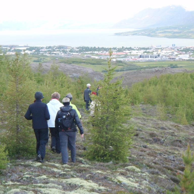 Skundað niður skóginn