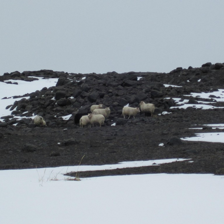 Kindahópur við Hrossaborg