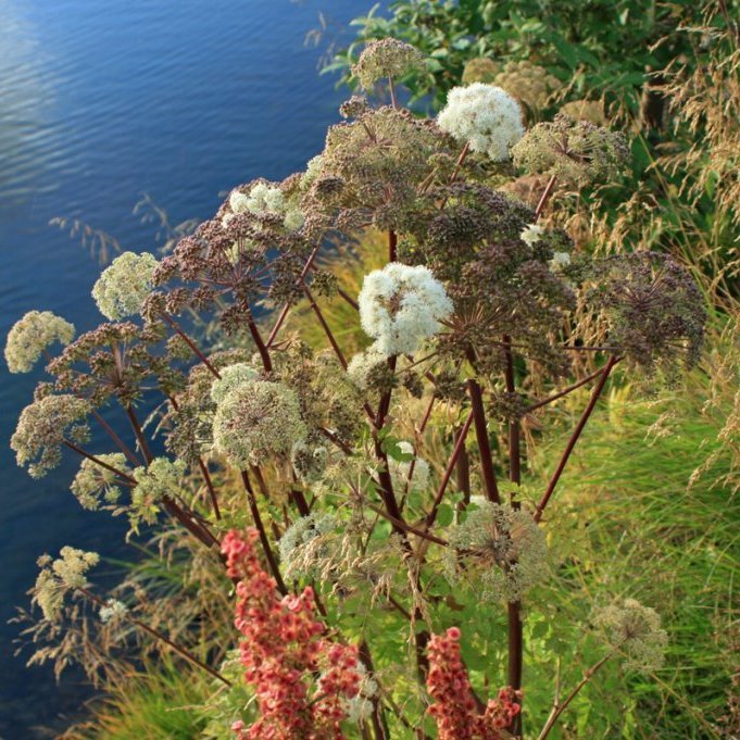 Geithvönn á bakka Eyjafjarðarár nærri Kaupangsbakka.