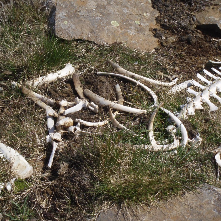 6-tharna_hefur_einhver_borid_beinin