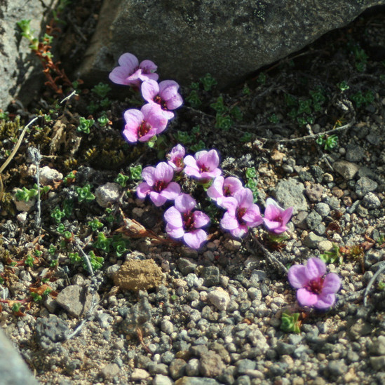 Vetrarblóm í fullum skrúða norðan í hryggnum á Ytri-Súlu þ. 20. júlí 2013.