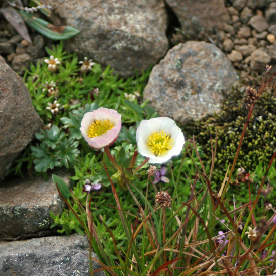 Jöklasóleyjar í fullum blóma norðan í Ytri-Súlu þ. 20.07.13.