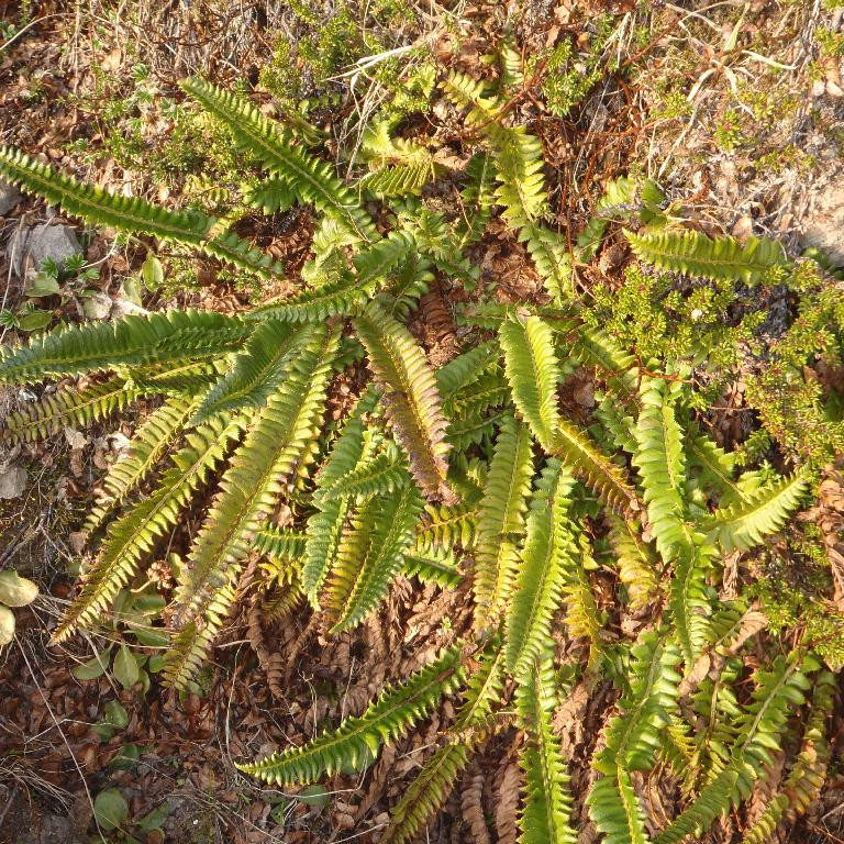 Skjaldburkni öðru nafni Uxatunga finnst í snjódældum