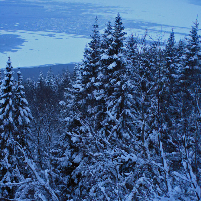 Í Vaðlareit: það er eitthvað jólalegt við snævi þakin grenitré!