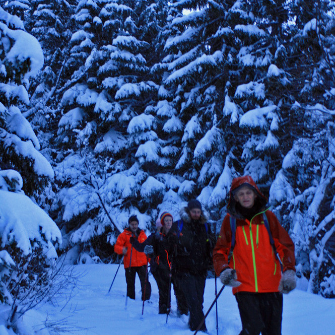 Í Vaðlareit: það er eitthvað notalegt við snævi þakin grenitré!