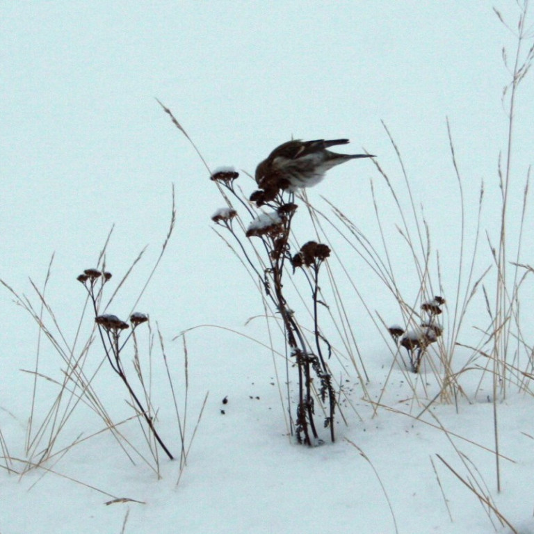 Þessi auðnutittlingur var gæfur að kroppa á vegkantinum