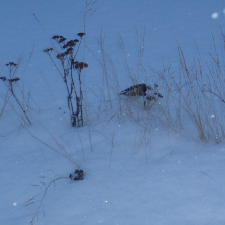 Auðnutittlingurinn lét okkur ekki trufla sig