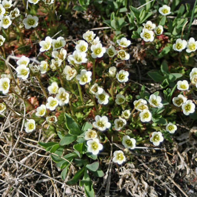 Breiða af þúfusteinbrjóti við Dyngjufell.