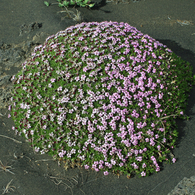 Lambagrasþúfa í Frambruna rétt austan Bæjarlækjar í Suðurárbotnum.
