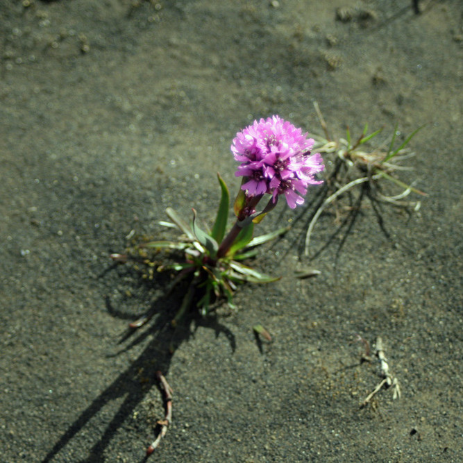 Ljósberi á bakka Bæjarlækjar í Suðurárbotnum.