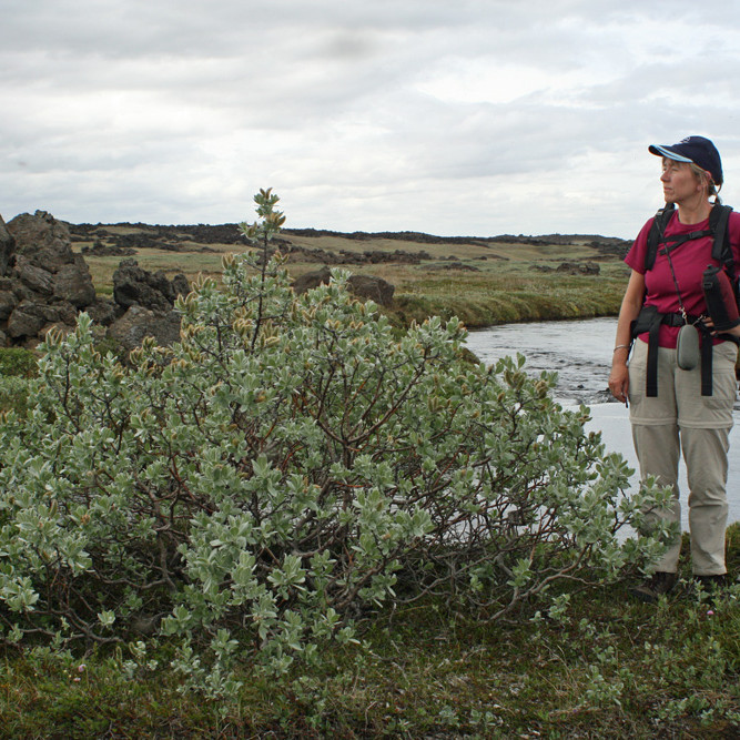 Arnheiður hjá vöxtulegum loðvíðirunna  í Suðurárbotnum.