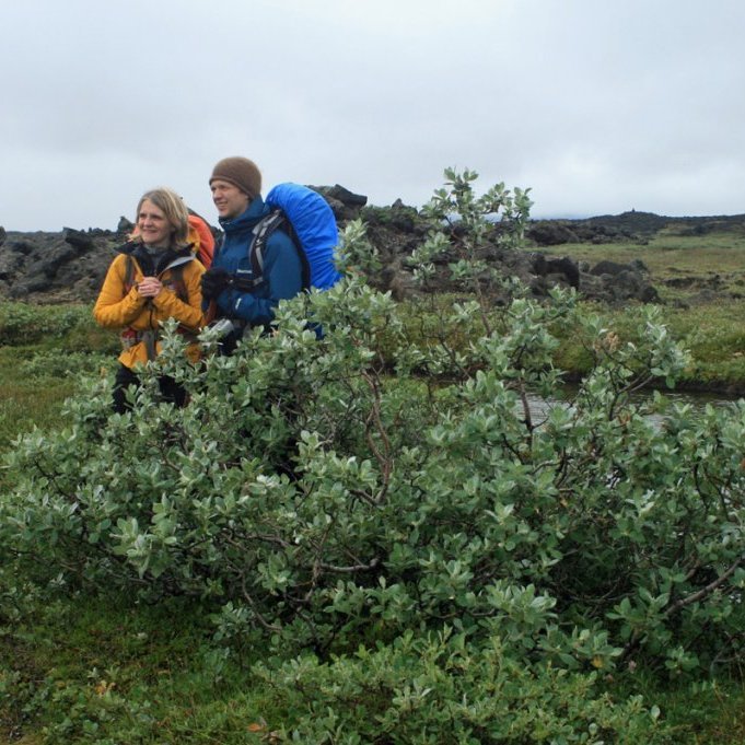 Í Suðurárbotnum eru mannhæðarháir loðvíðirunnar