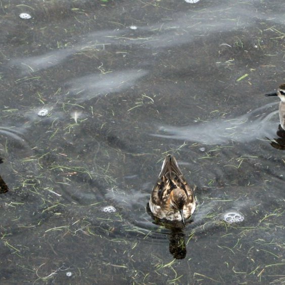 Óðinshanar á Svartárvatni