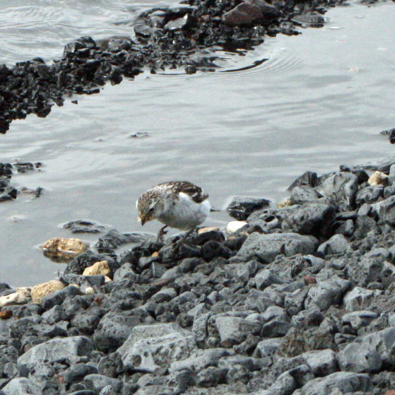 Sólskríkjukerling að tína flugur við Öskjuvatn sunnan Vítis.