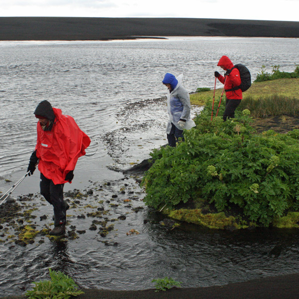 Við upptök Svartár er mikið hvannstóð.