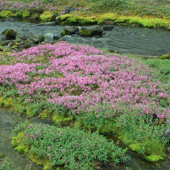 Breiða af eyrarrós við ána úr Drekagili.