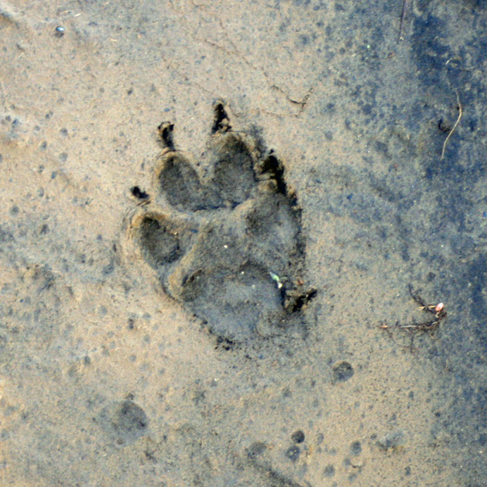 Tófuspor í leirflagi  í Suðurárbotnum.