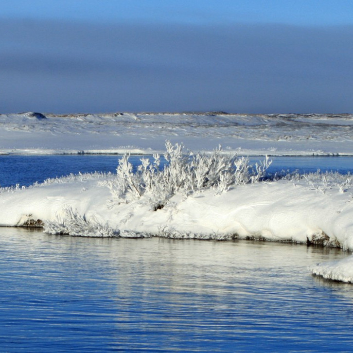 Hrím á runna í hólma í Suðurá.