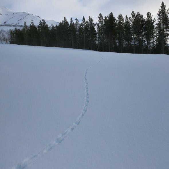 Rebbi var greinilega þarna líka á ferðinni.