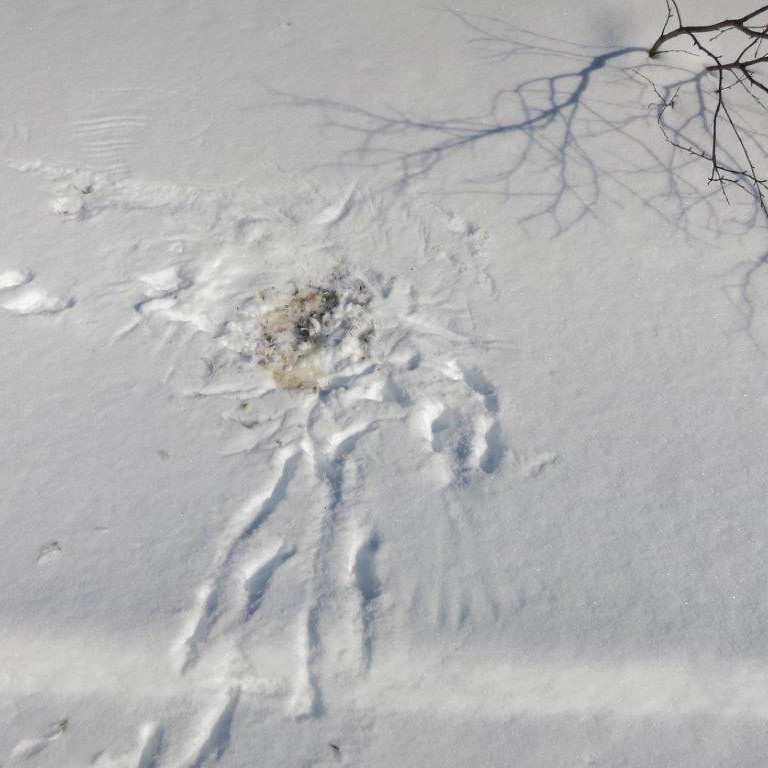 Þarna hefur greinilega einhver tekið sér matarhlé (en ekki rebbi).