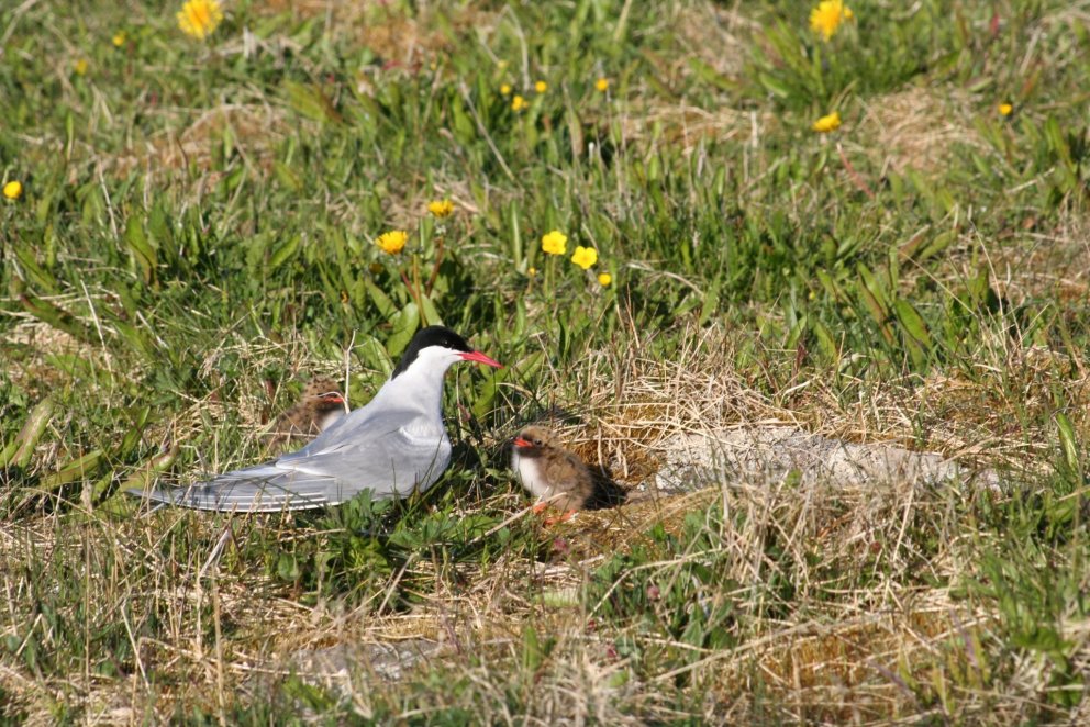 Næsta ferð: Fuglaskoðunarferð 11. maí
