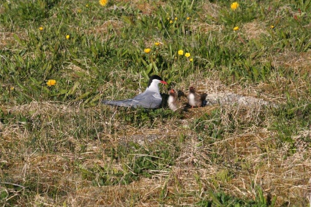Næsta ferð 16. maí: Fuglaskoðunarferð