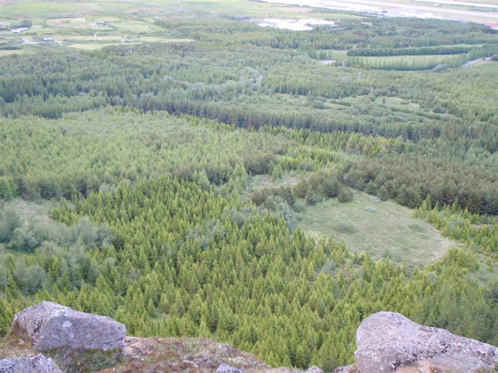 Gönguvika 1: Ferðin í kvöld - Kjarnaskógur