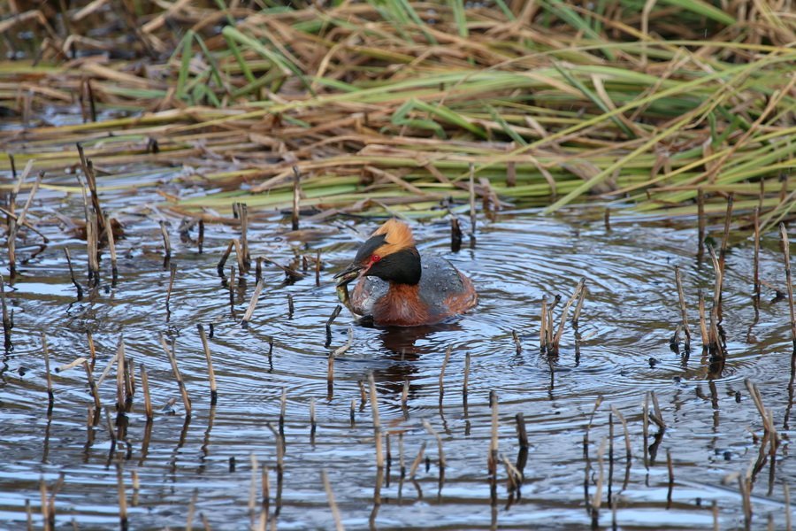Næsta ferð 20. maí: Fuglaskoðunarferð um Eyjafjörð