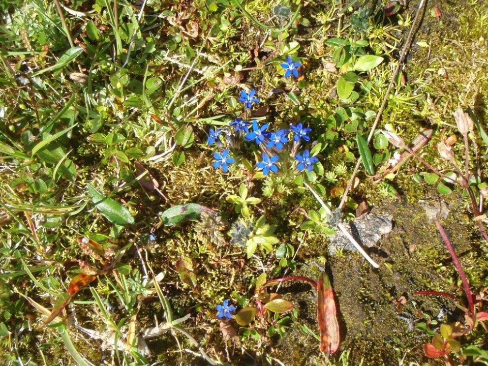 Næsta ferð 13. júní:  Glerárdalur - blómaskoðunarferð
