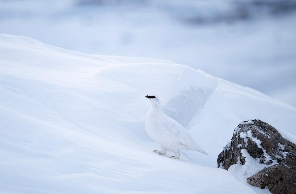 Skrifstofa FFA er lokuð 29. febrúar og 1. mars
