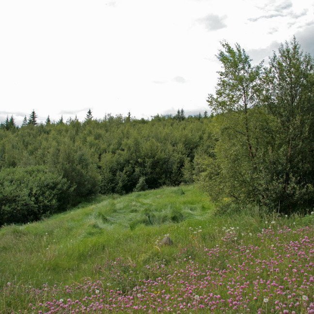 Gönguvika 18.-22. júní - ferðin í kvöld - Kristnesskógur
