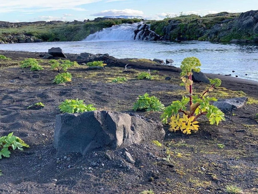 Fréttabréf FFA mars 2023