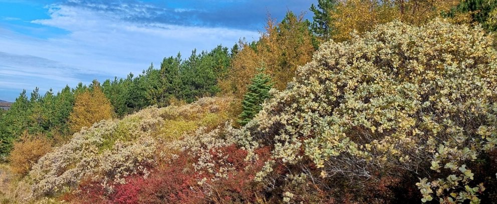 Fréttabréf FFA október 2024