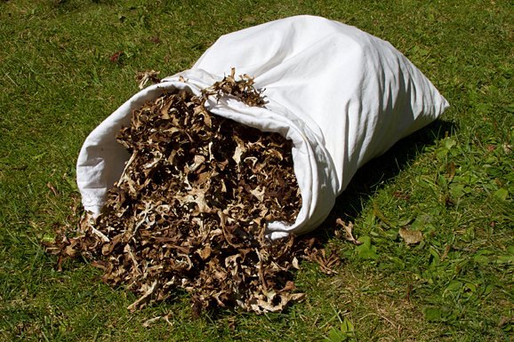 Næsta ferð: Laxárdalsheiði –fjallagrasaferð