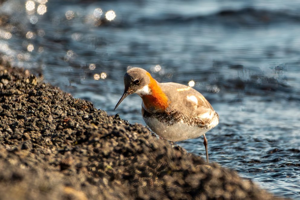 Næsta ferð 17. maí: Fuglaskoðunarferð í Eyjafirði