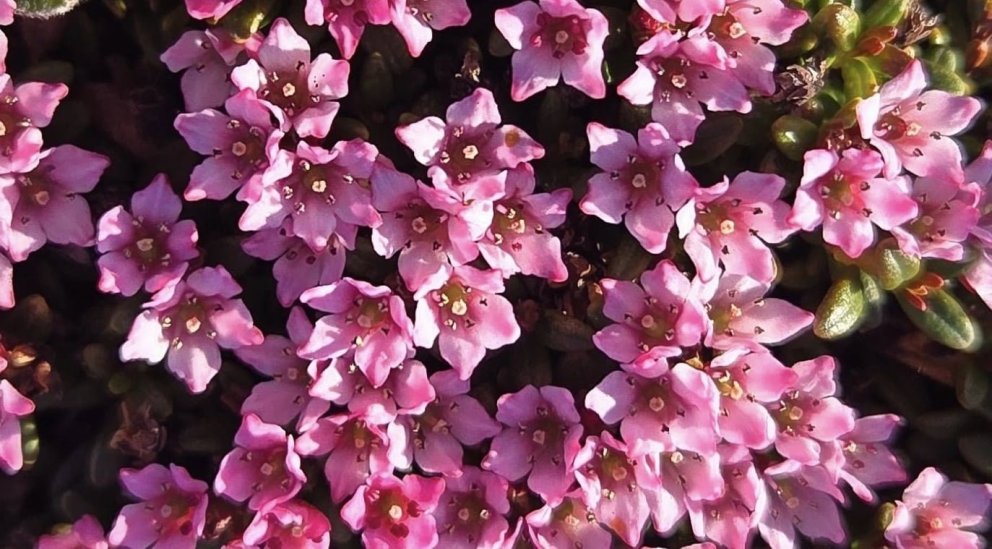 Fréttabréf FFA júlí 2025