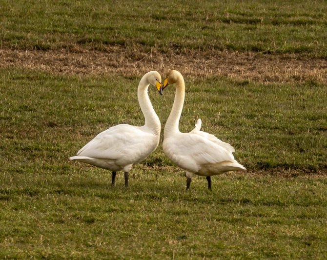Opið hús 28. apríl kl. 20