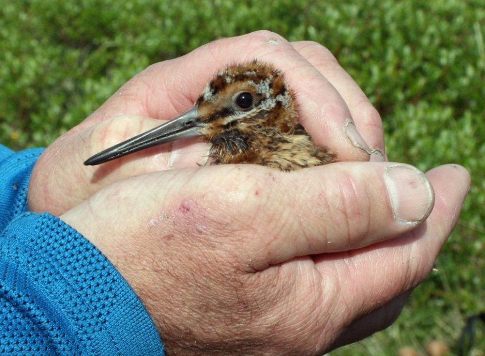 Næsta ferð 19. maí: Fuglaskoðun fyrir börn -breyting