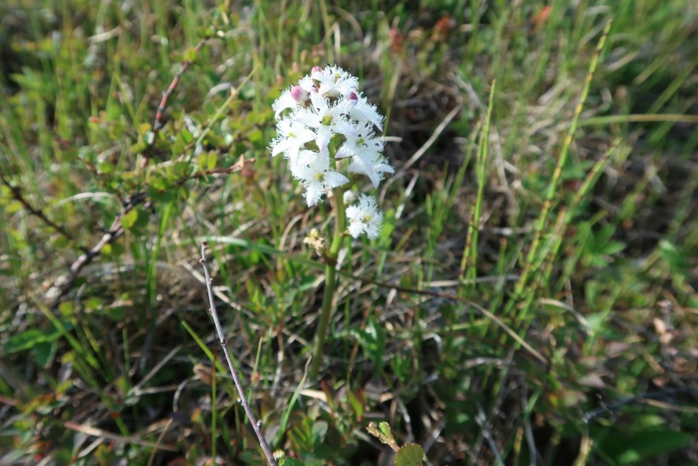 Næsta ferð 18. júní: Blóma- og jógaferð í Leyningshóla