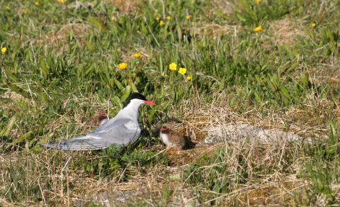 Næsta ferð: Fuglaskoðunarferð 11. maí