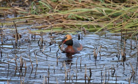 Næsta ferð 20. maí: Fuglaskoðunarferð um Eyjafjörð