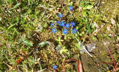 Næsta ferð 13. júní:  Glerárdalur - blómaskoðunarferð