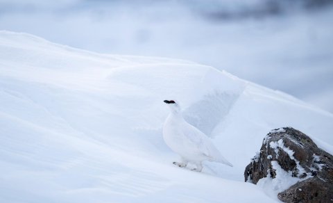 Skrifstofa FFA er lokuð 29. febrúar og 1. mars