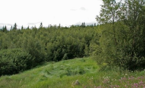 Gönguvika 18.-22. júní - ferðin í kvöld - Kristnesskógur