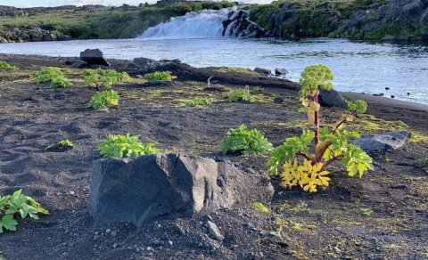 Fréttabréf FFA mars 2023