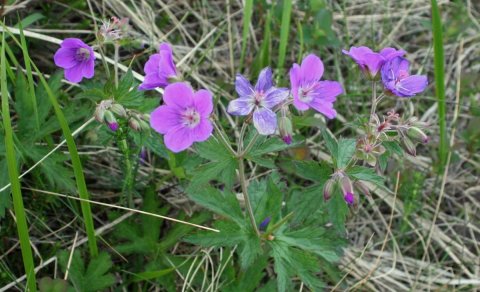 Fréttabréf FFA júní 2024