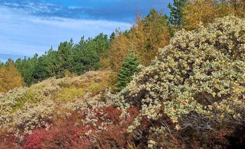 Fréttabréf FFA október 2024