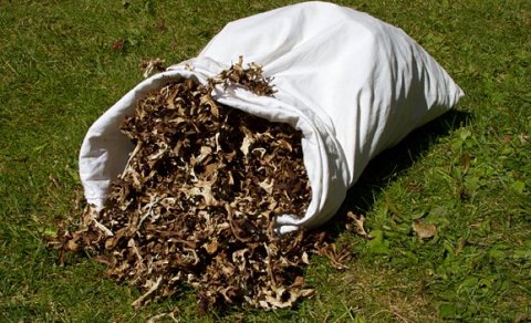 Næsta ferð: Laxárdalsheiði –fjallagrasaferð