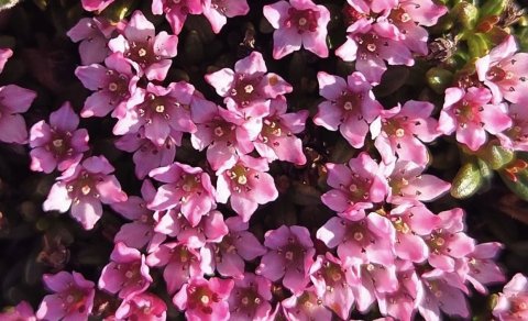 Fréttabréf FFA júlí 2025