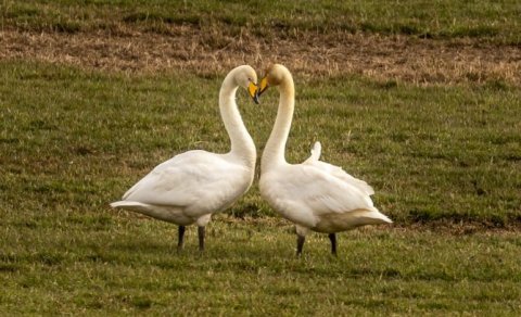 Opið hús 28. apríl kl. 20